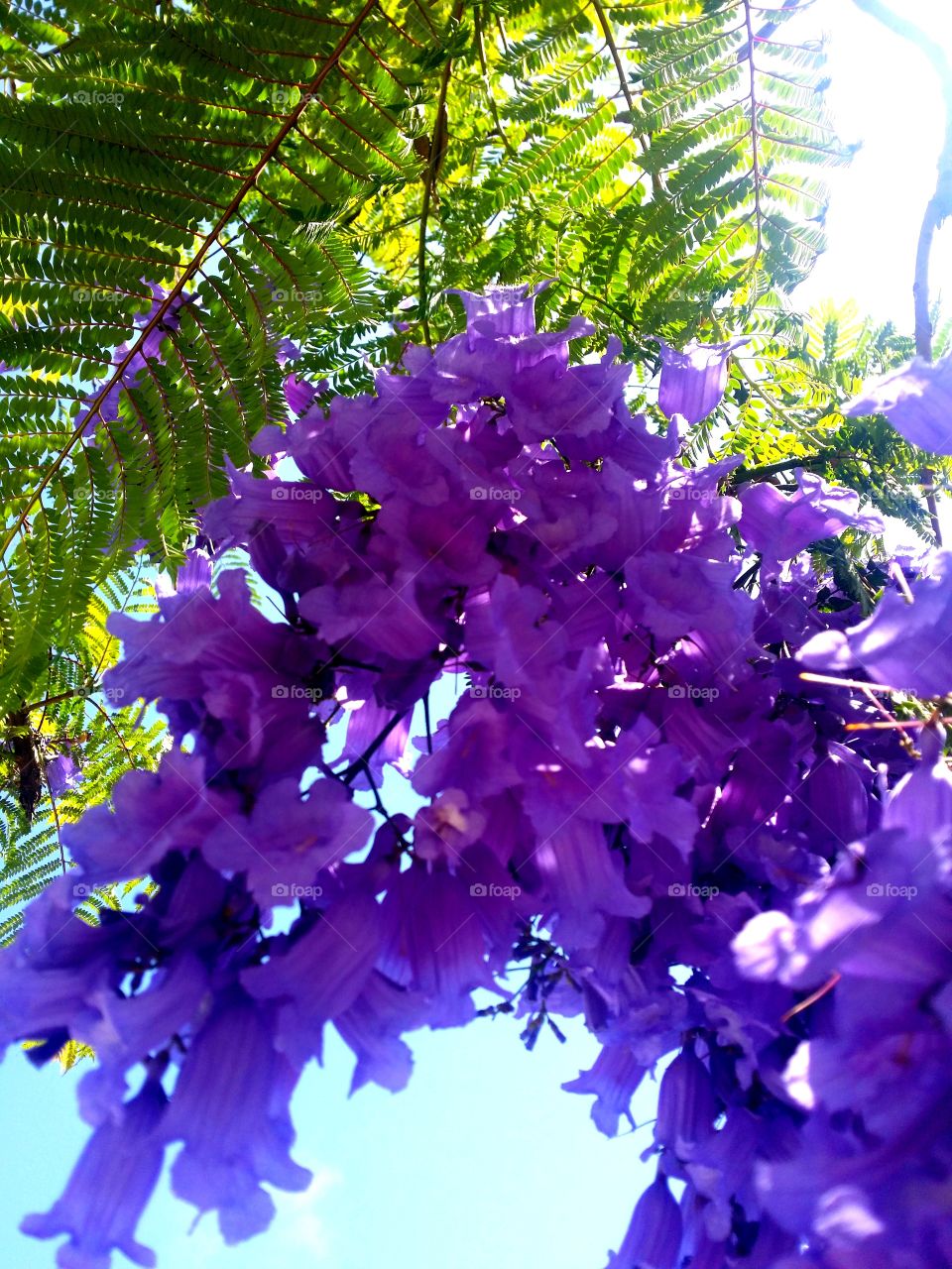 Urban gardens. A beautiful jacaranda tree! Look up!