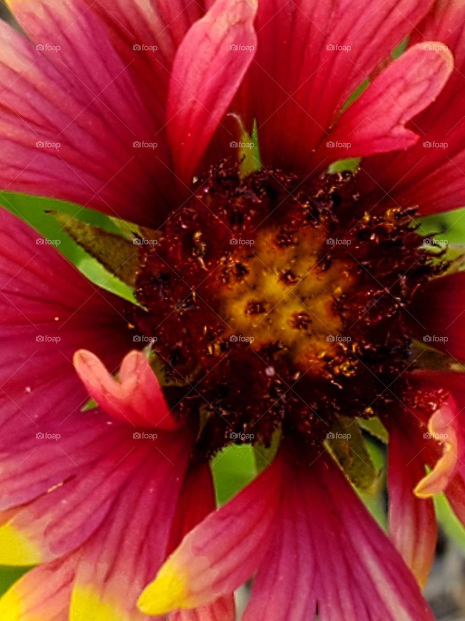 flower close up