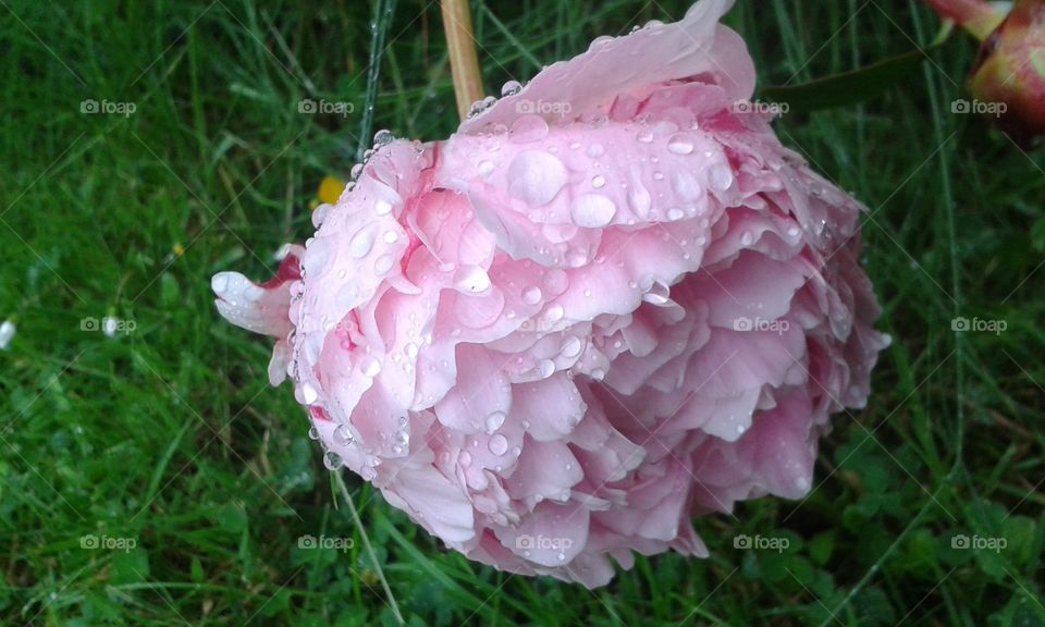 Raindrops on a big blowsy pink peony #summerrain #peony