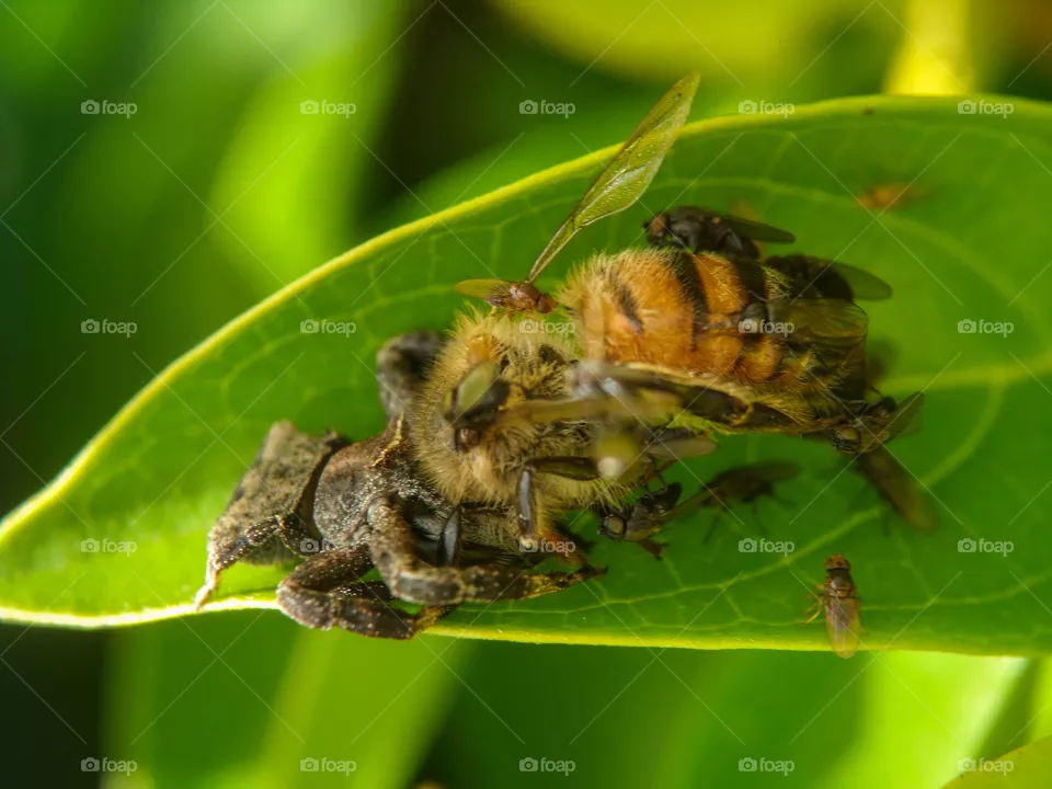 spider caught a bee