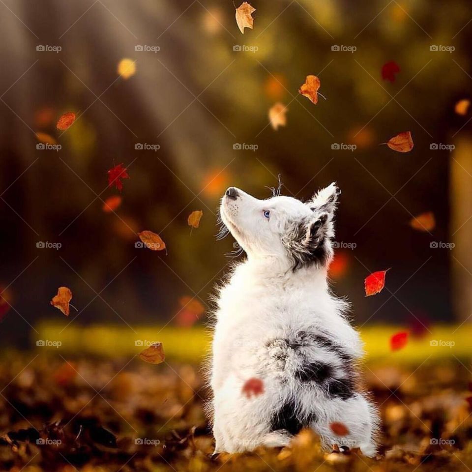 🥰 Australian Shepherd ☺️