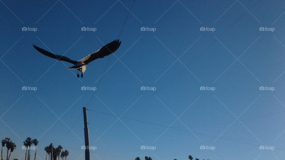 Under A Great Blue Sky