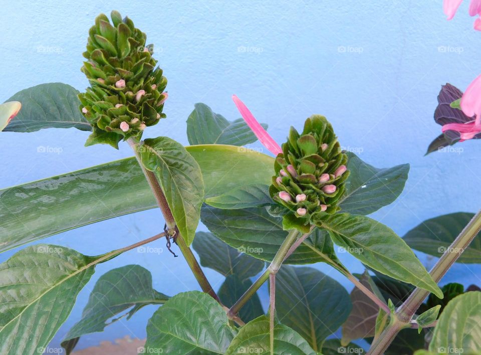 Blooming // Nikon D3500