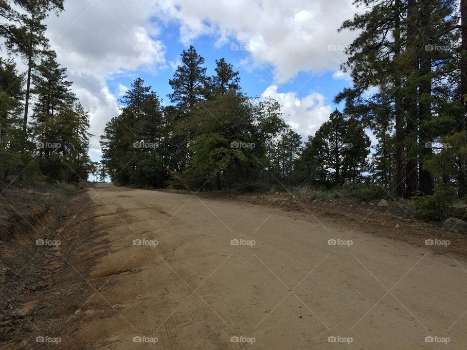 Dirt Road. Road through Forrest