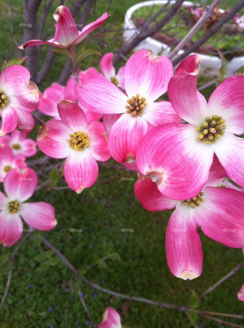 Dogwood In Da Pink. Dogwood tree, first signs of spring