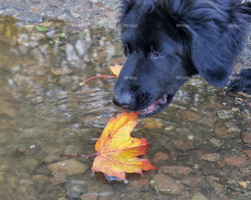 Puppy snaps fallen leaf