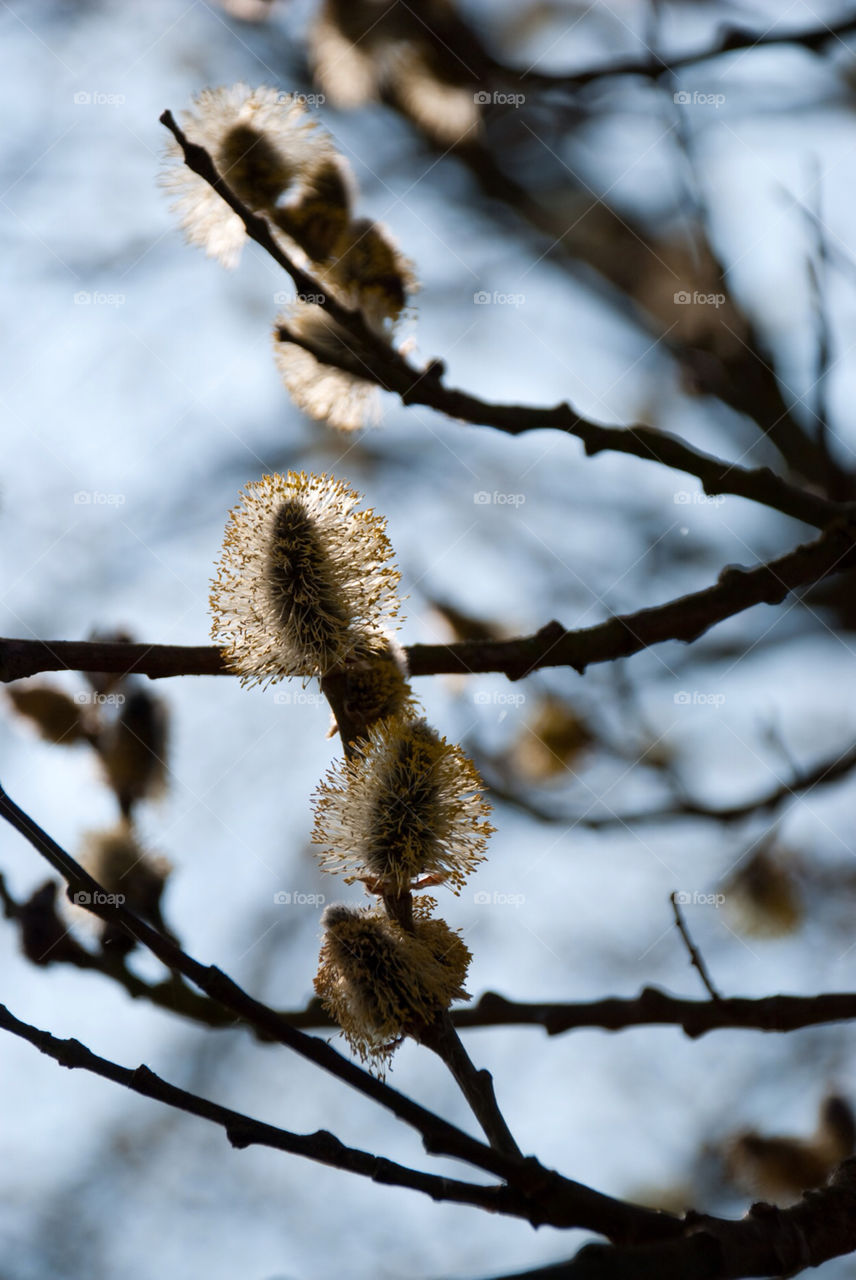 spring nature tree natur by jbdc