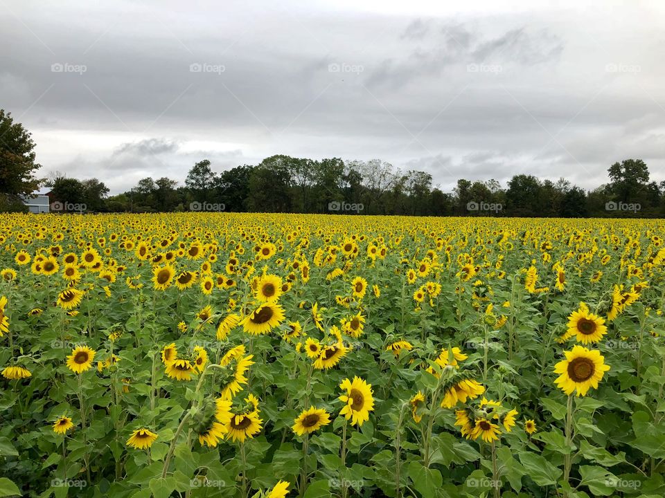 Sunflower Field