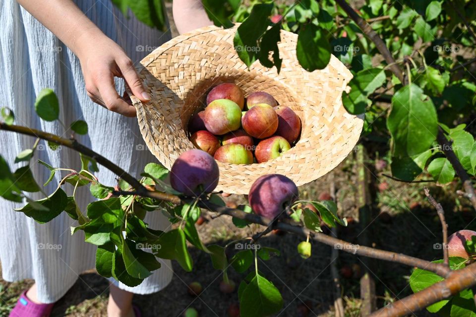 Complementary Colors, Red Apples