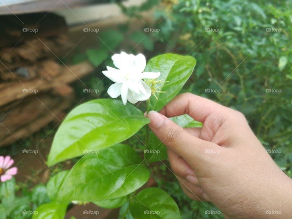 Spring sprouting Jasmine