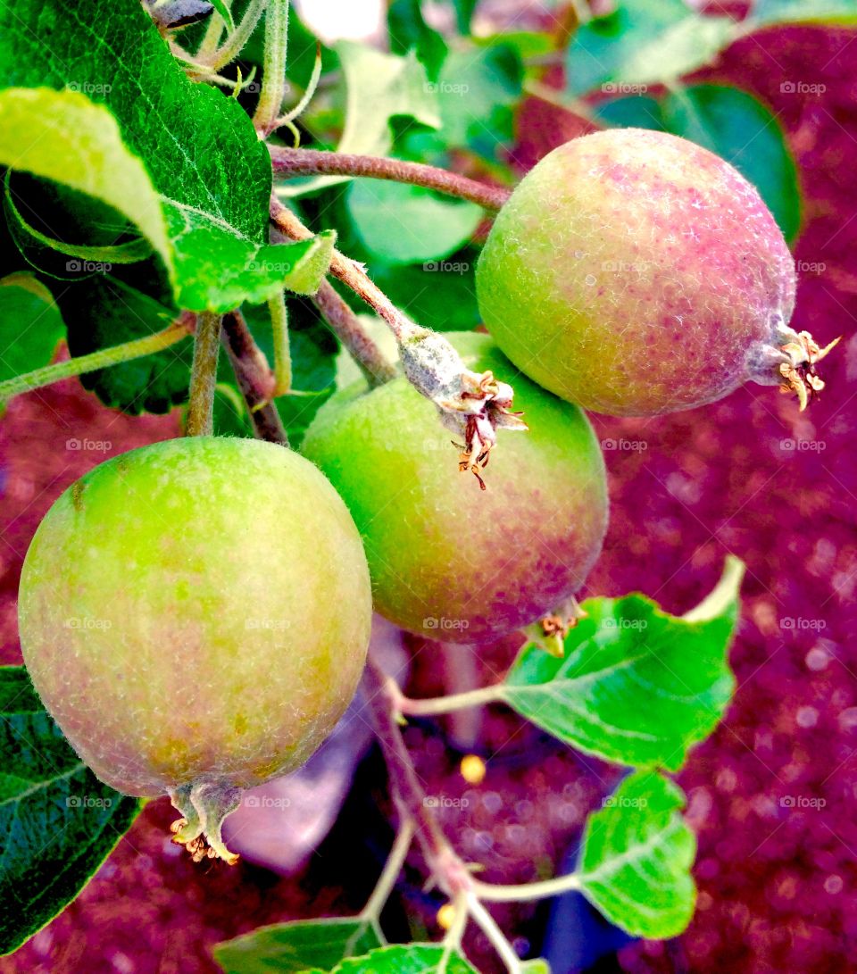 Magic of Spring. Apple babies on the Fuji tree.