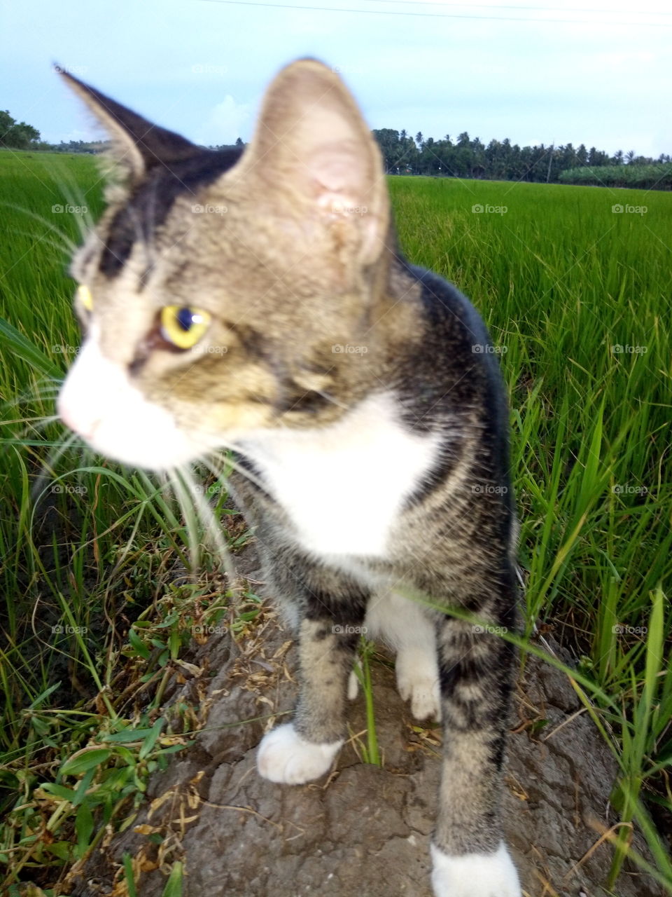 view of cat
