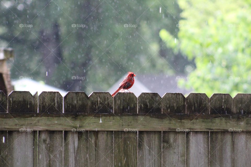 Cardinal in the rain