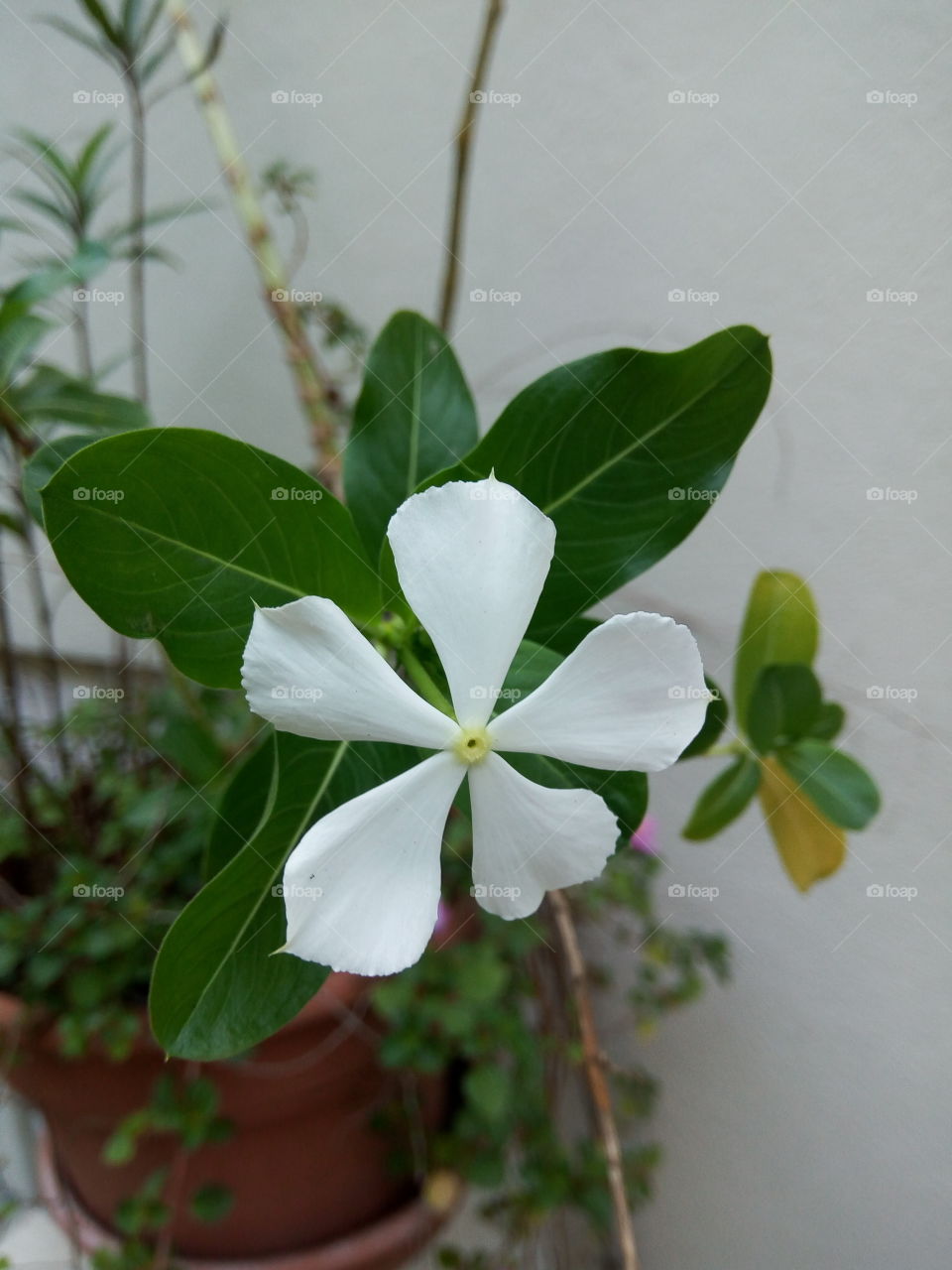 periwinkle white petals with green center