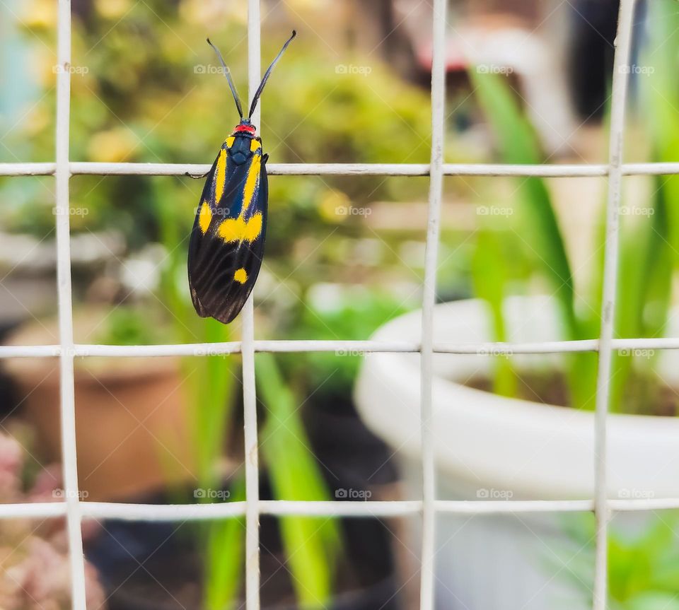 Closeup shot of an insect