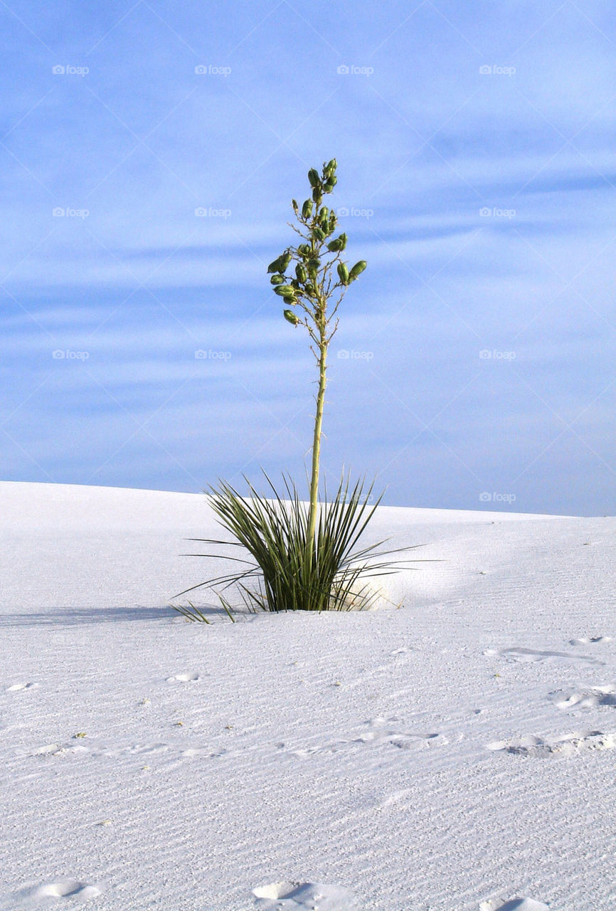 flora white mountain sands by refocusphoto