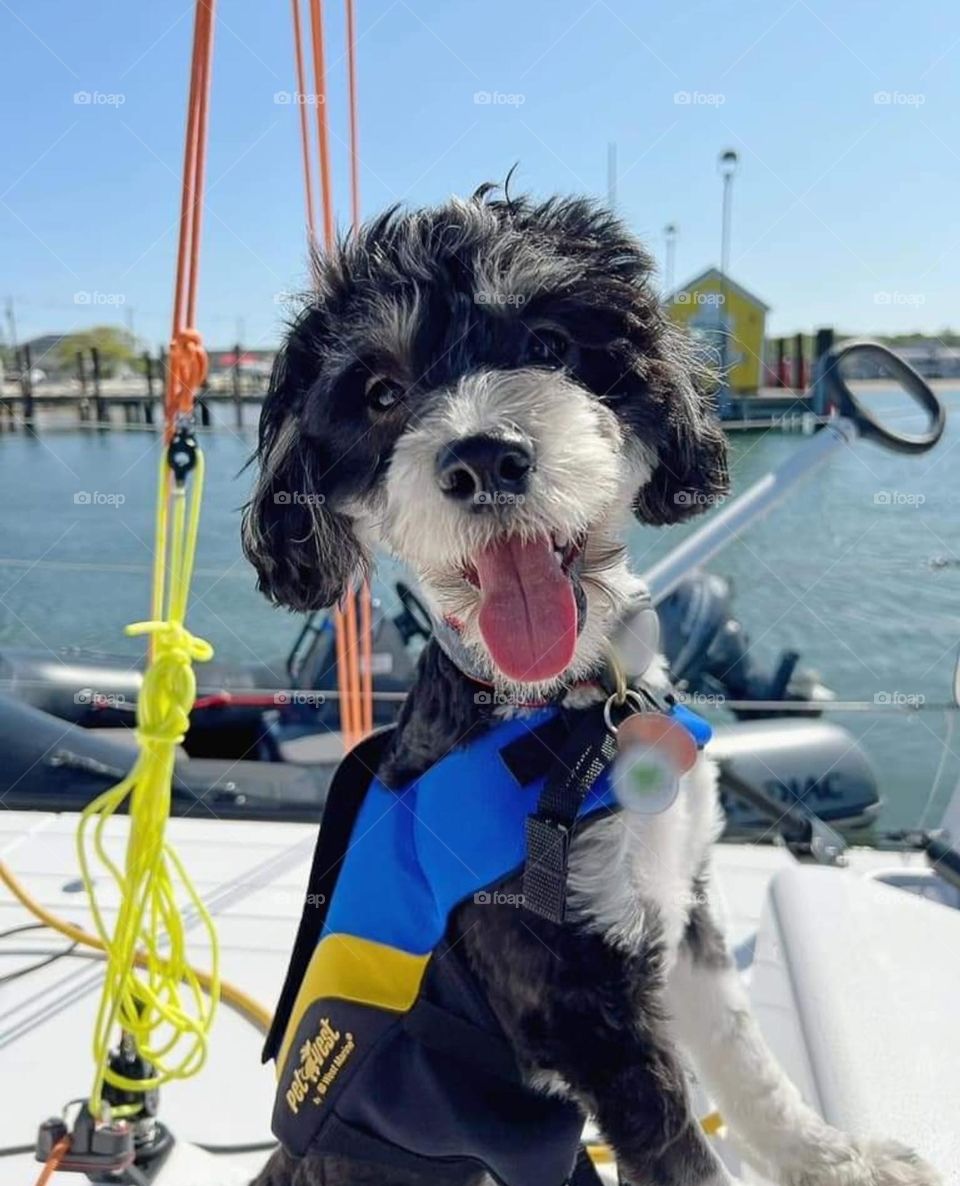 Happy Sailing Puppy