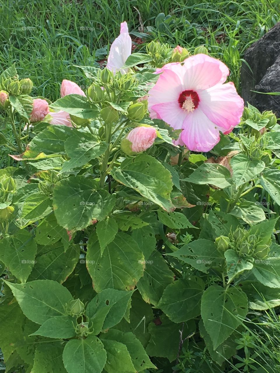 Pink hibiscus 