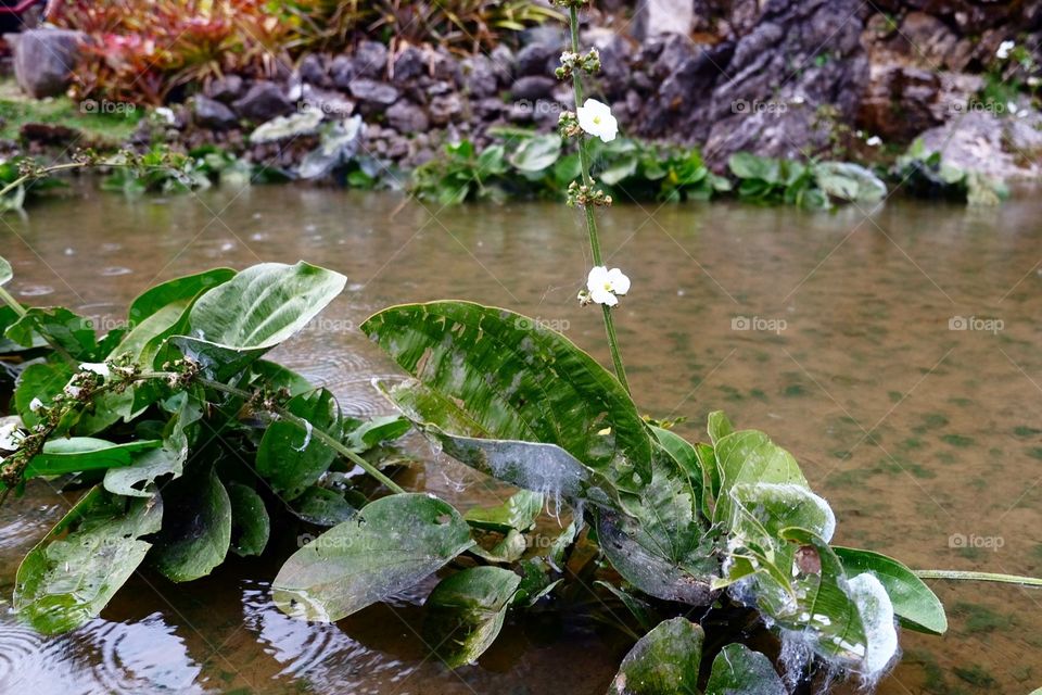 Plant in water