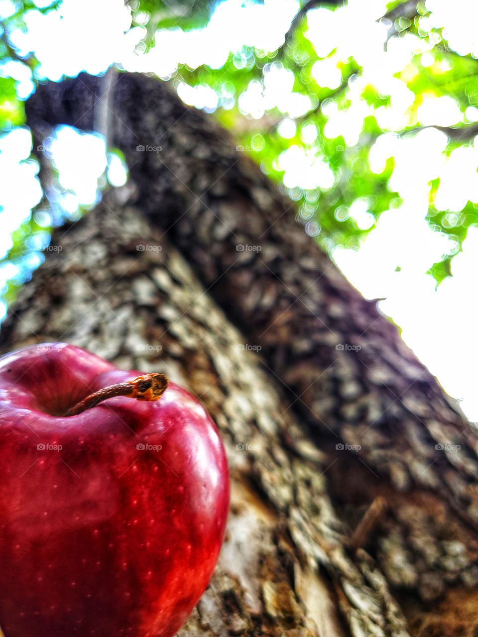 Fallen apple