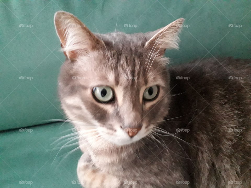 Ringo, my friend's cat