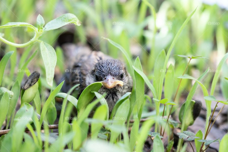 Cute little baby bird hiding in grass 