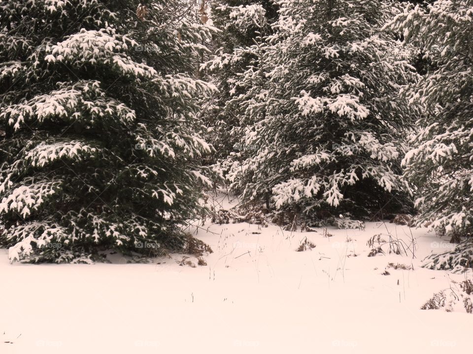 Northern Michigan 