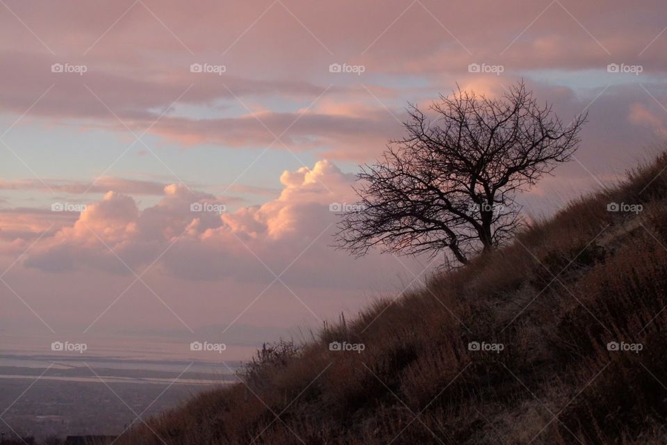 Bountiful UT - Brush on Hillside at Sunset
