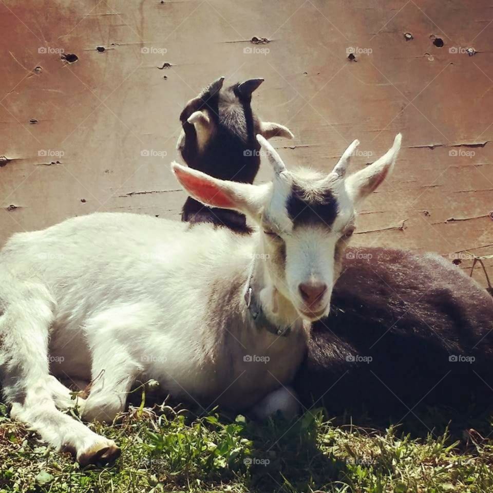 Lazy Goats