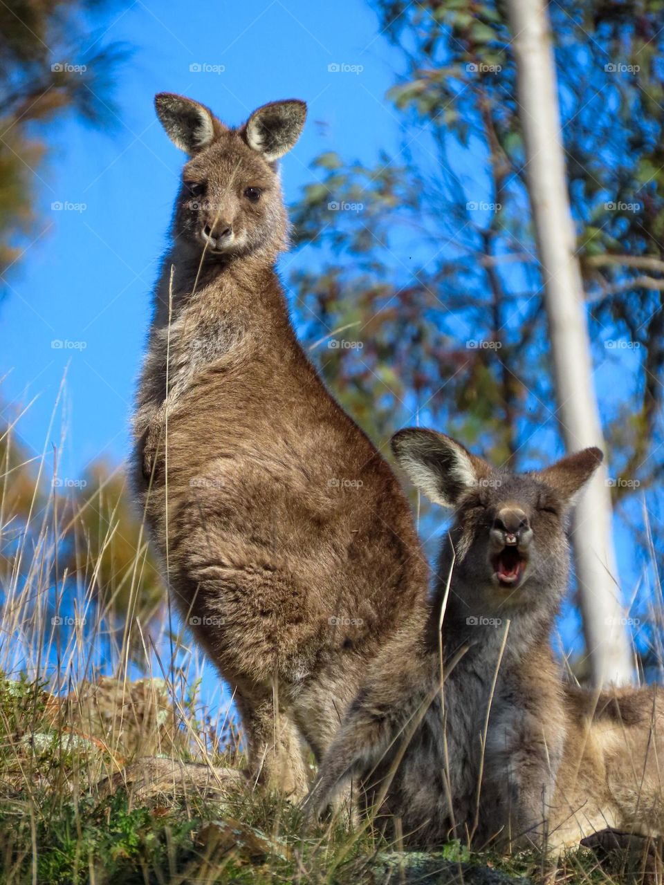 Kangaroos