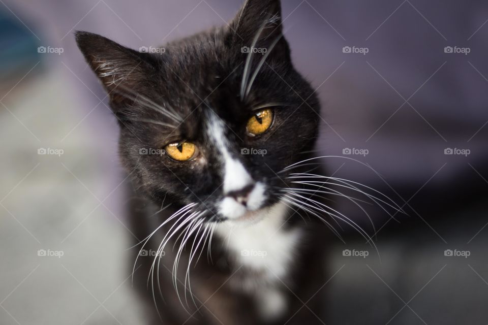 High angle view of black cat