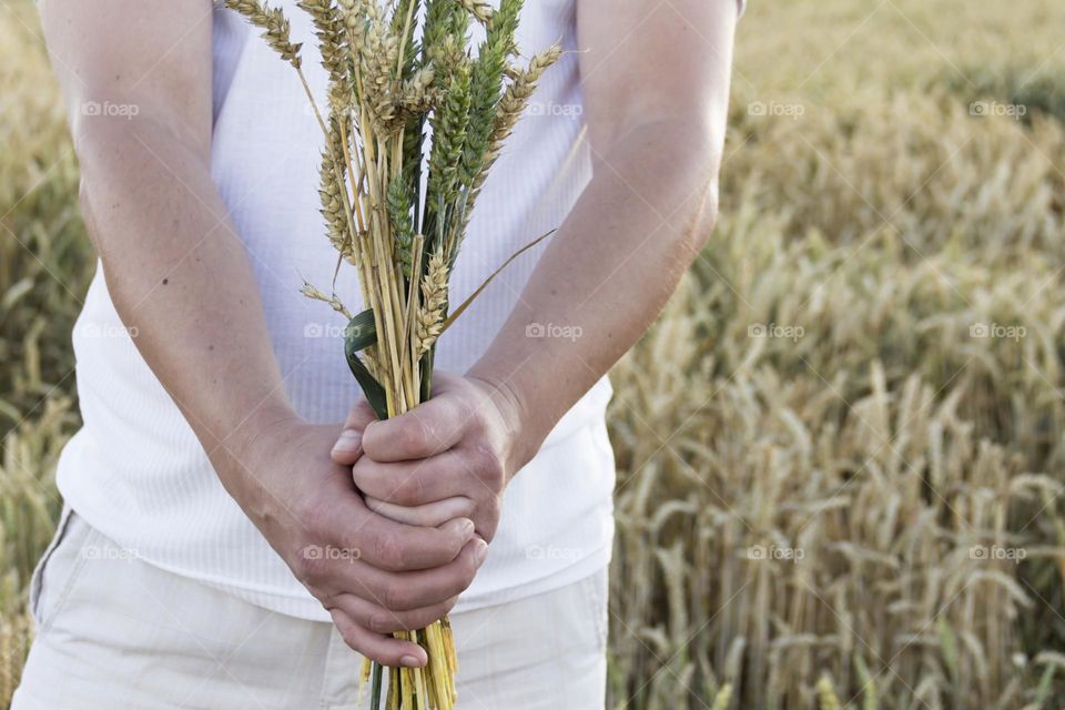 A man's hand holds a bouquet with spikelets of wheat during a food crisis and famine.  A field with bread in the sun, on a bright day.