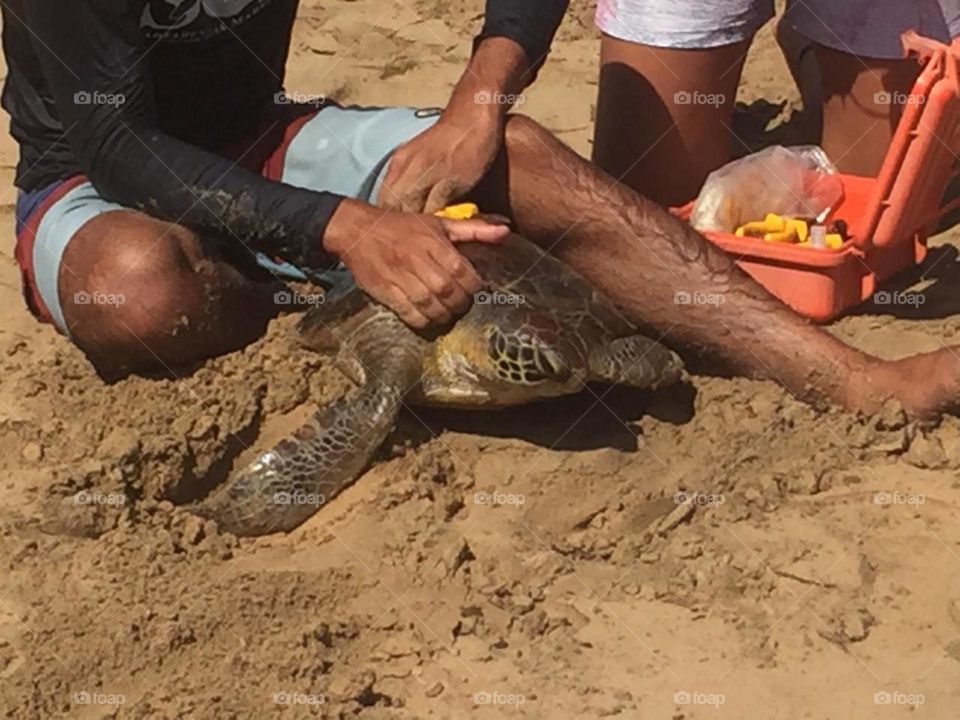 Uma tartaruga marinha sendo salva por membros do Projeto Tamar - uma instituição  que cuida da preservação dessa espécie). Aqui, na ilha brasileira de Fernando de Noronha, um arquipélago maravilhoso!