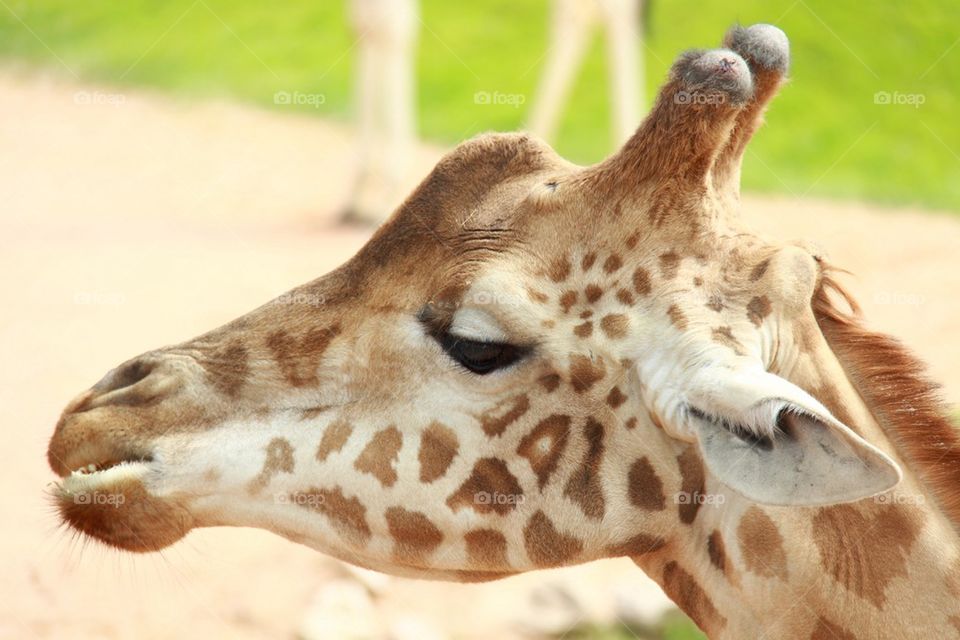 Giraffe