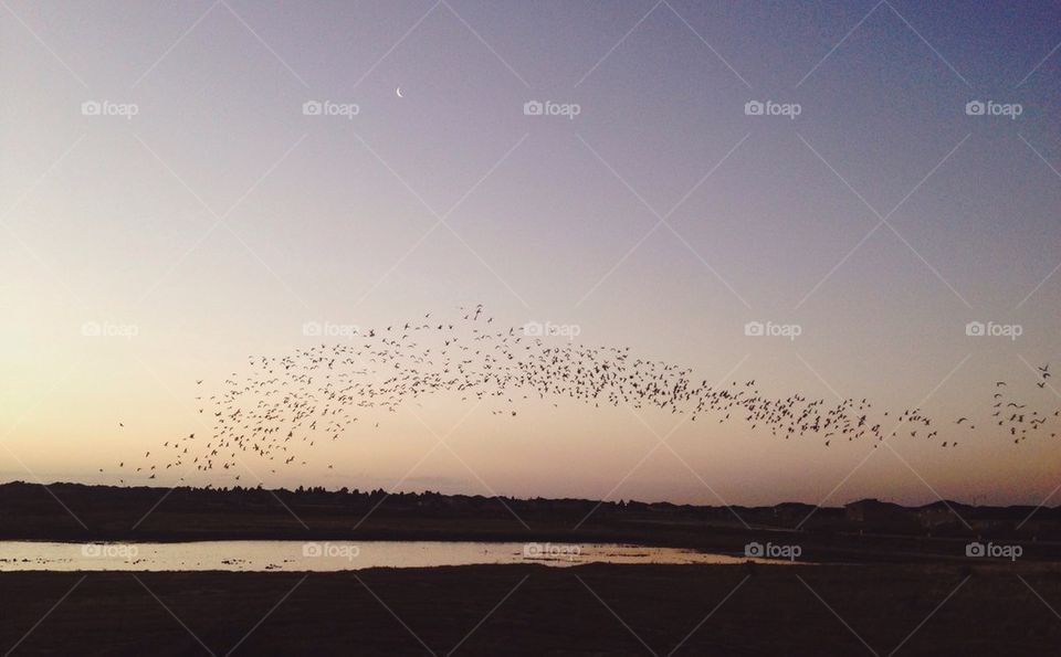 Birds at flying at sunset