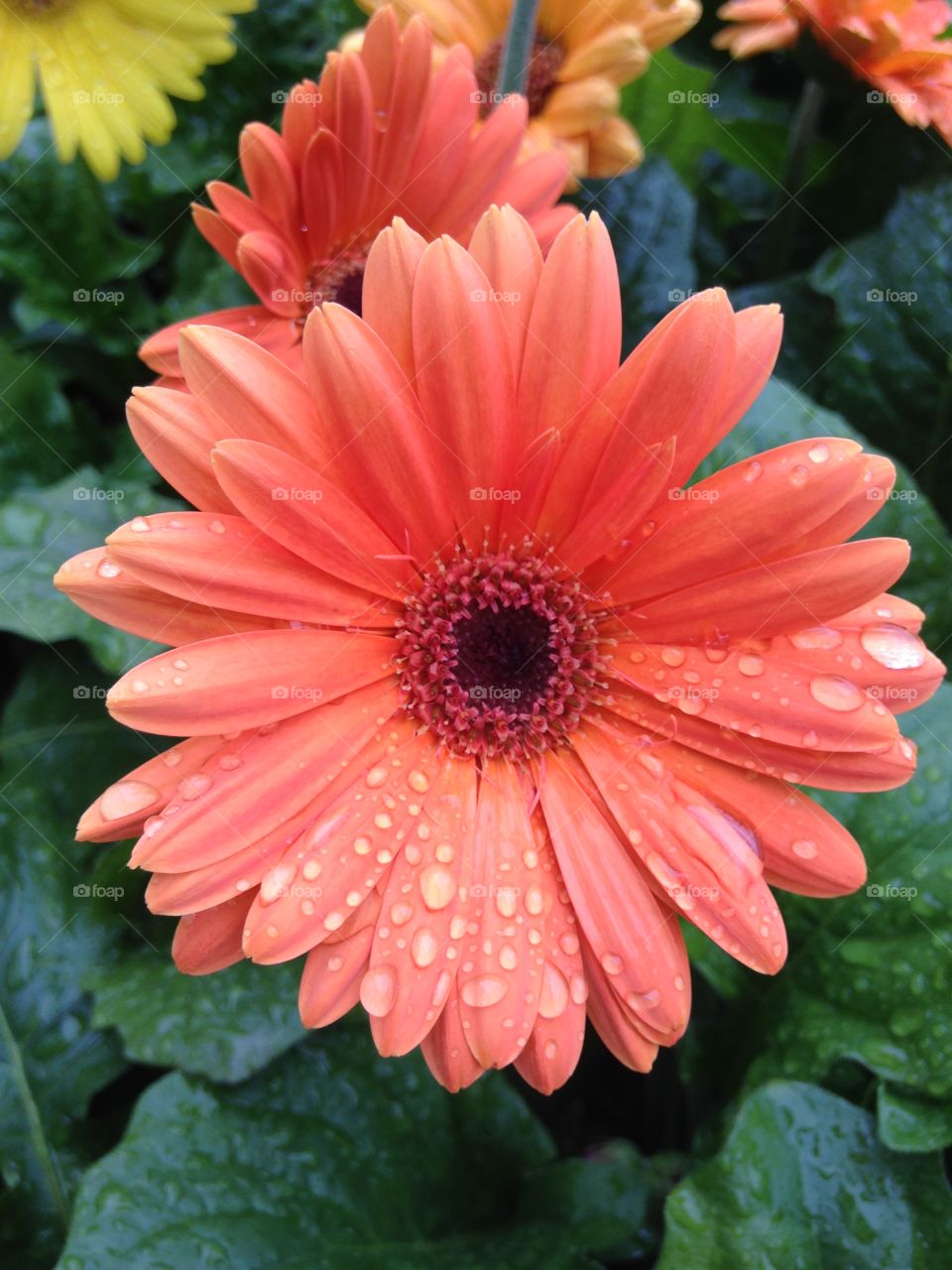 Water drop on gerbera daisy