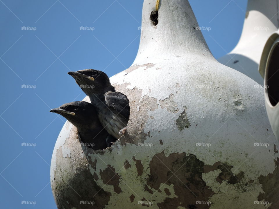 Baby purple martins in nest