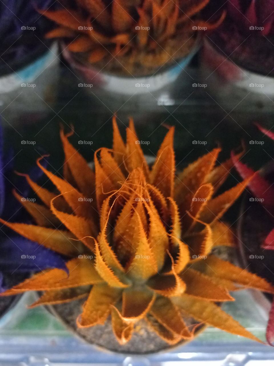 Suculenta  Aloe Aristata  é uma planta de fácil cultivo que se adapta bem em ambientes internos e externos