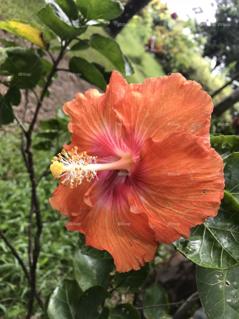 Hawaii flower