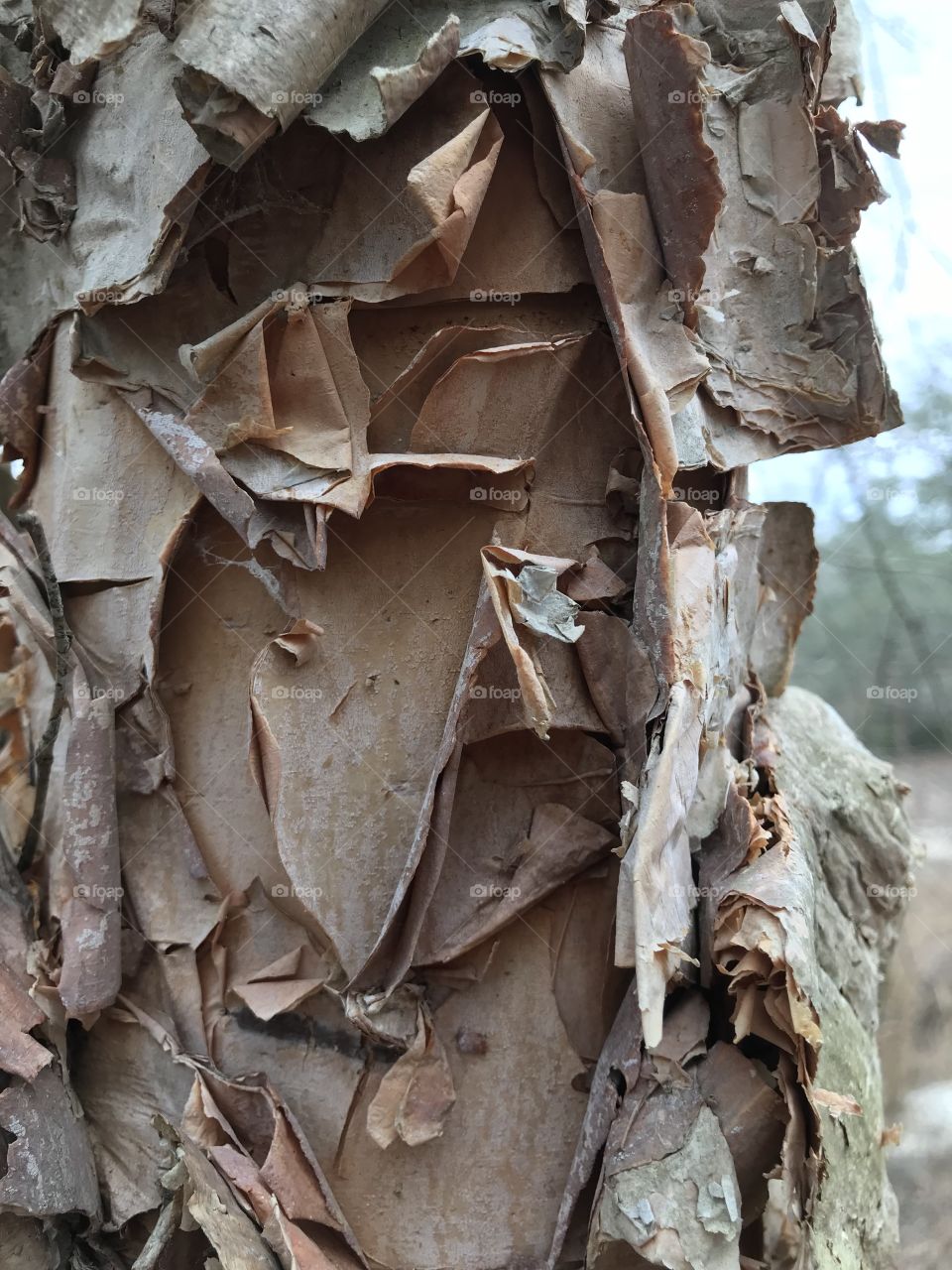 Birch tree full of layers!