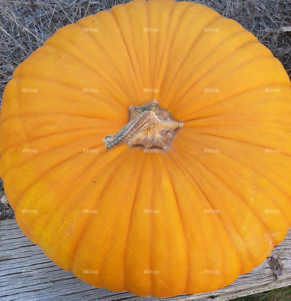 Top View of Pumpkin