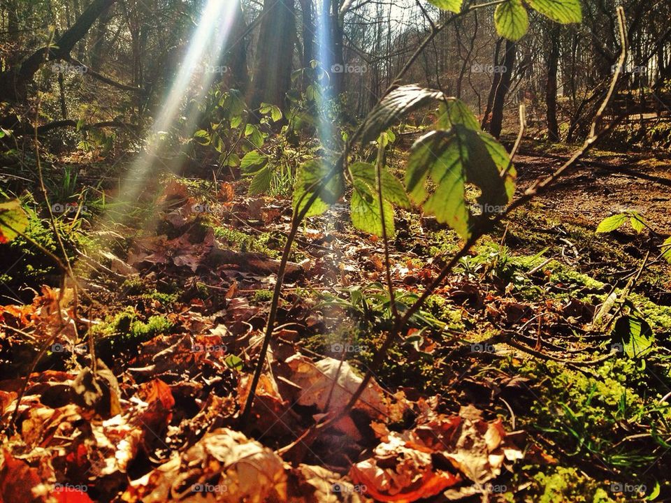 Sun rays in the fall