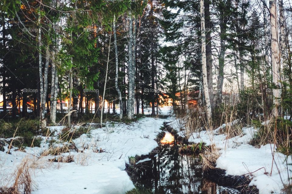 Snow, Winter, Wood, Tree, Landscape