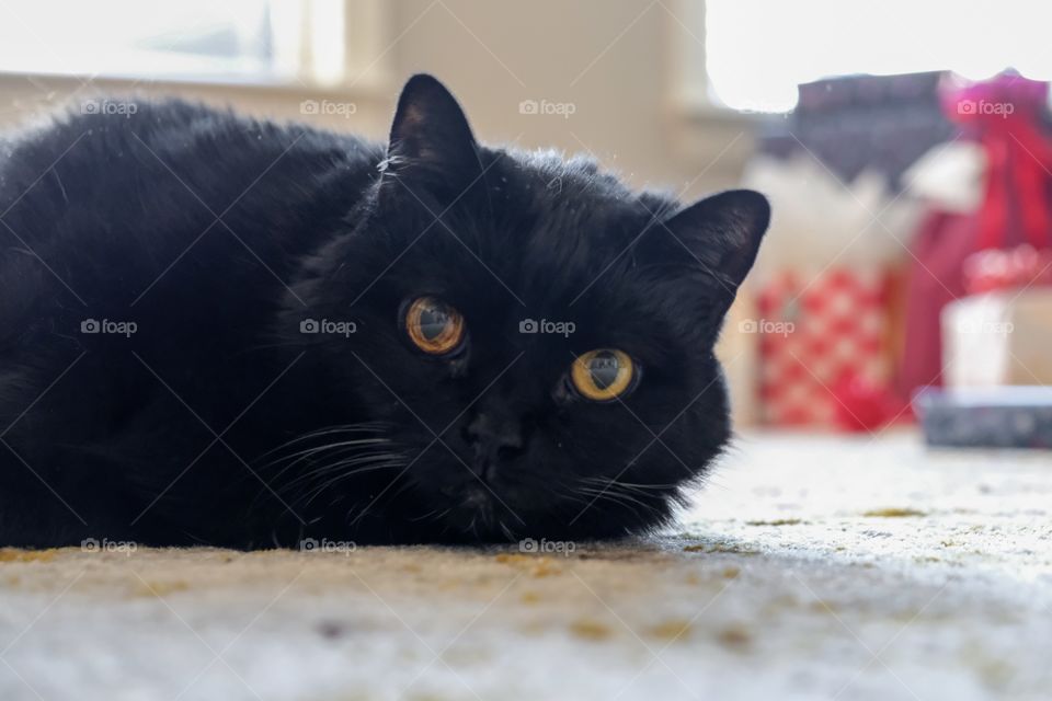 Foap, Cats of the USA: Close up portrait of a large black cat laying on the carpet with a festive background. Murfreesboro, Tennessee.