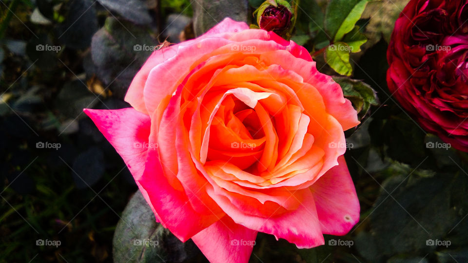 Beautiful Orange Rose with natural background