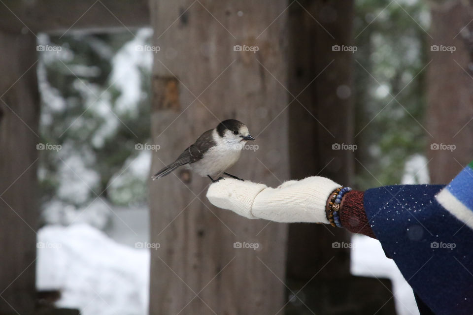 Snow White bird charming skills