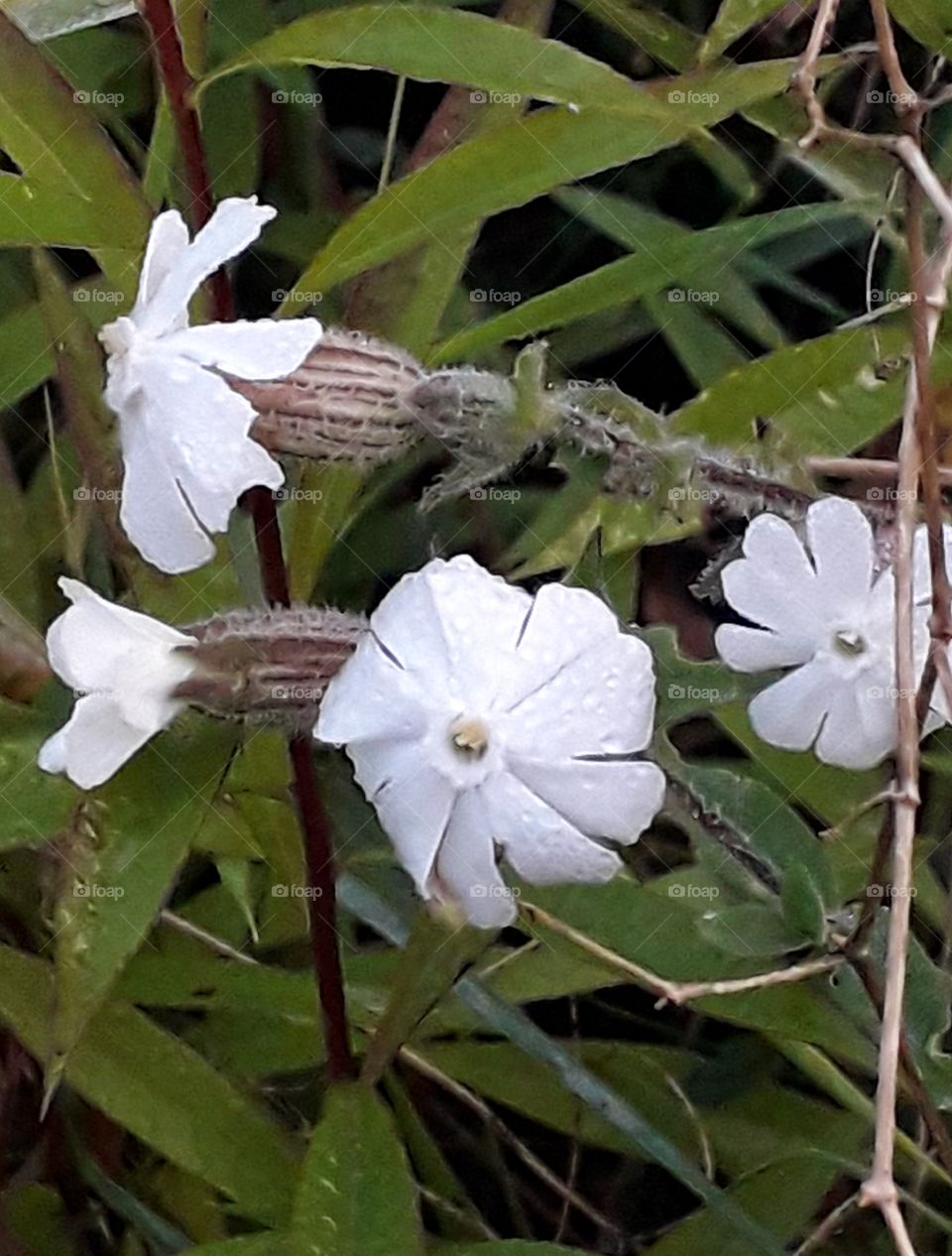 white meadow flowers covered with dew at sunrise