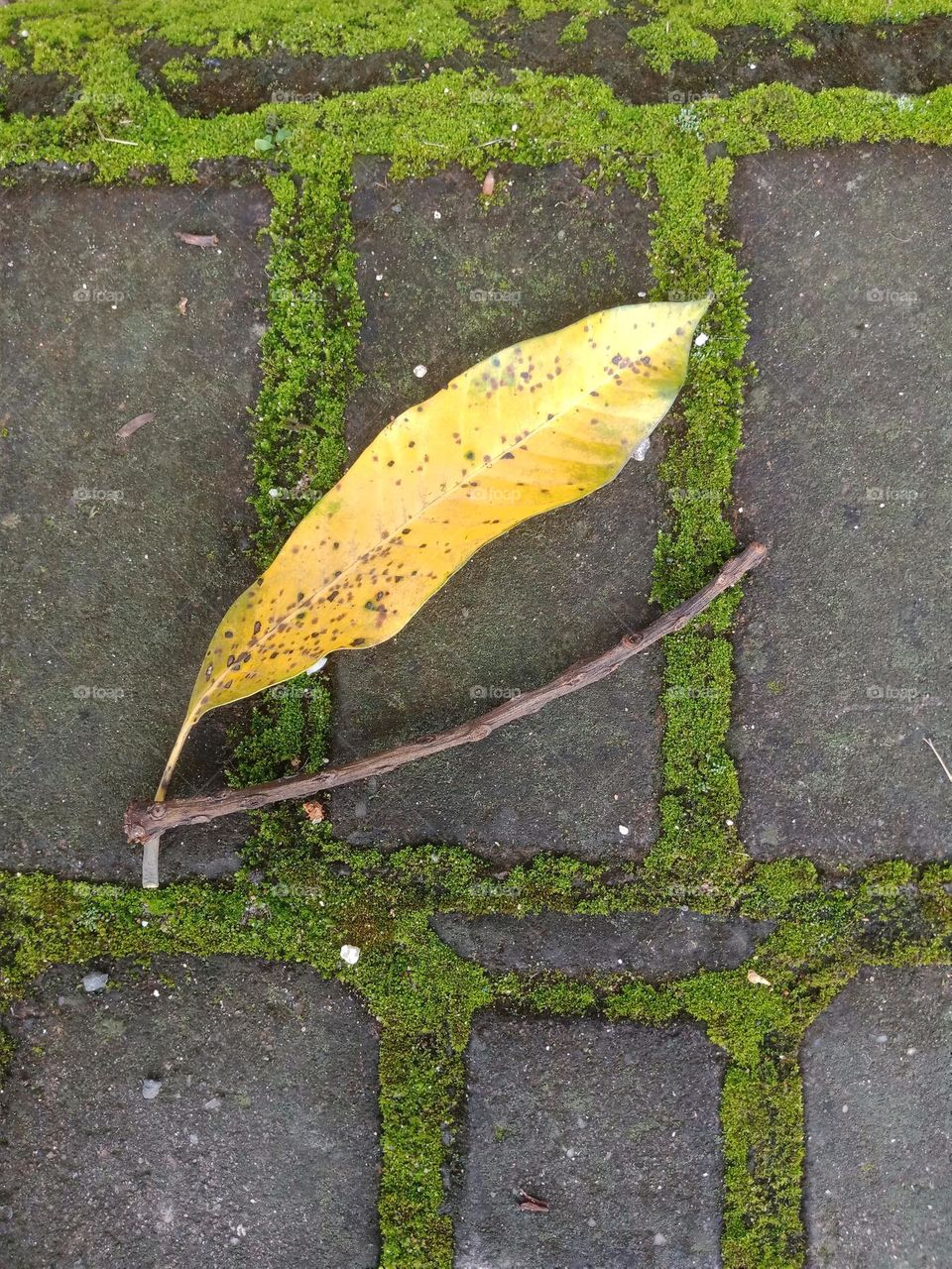 Yellow leaf on a mossy pathway after the rain