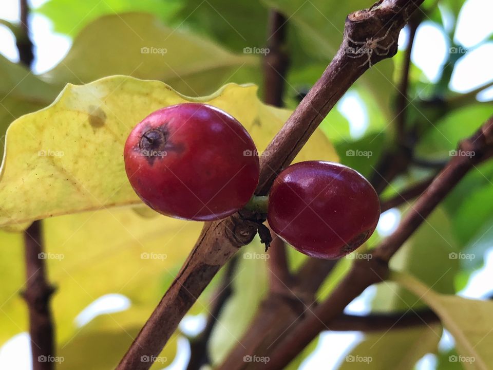 Coffee, in the tree. The last fruits in the season. A sweet fruit that turns out a great beverage! With a bonus of a small spider, just waiting for its beverage...