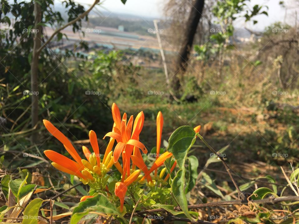 Plantas da colina